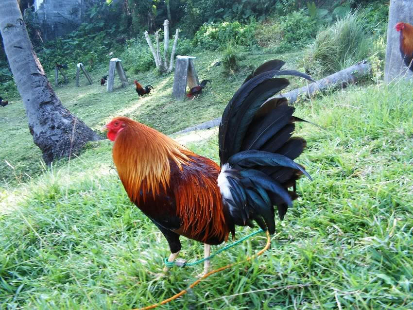 Cock Fighting In Philippines 110